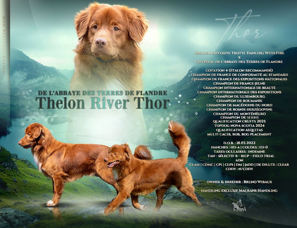 CH. Thelon river thor de l'abbaye des terres de flandre