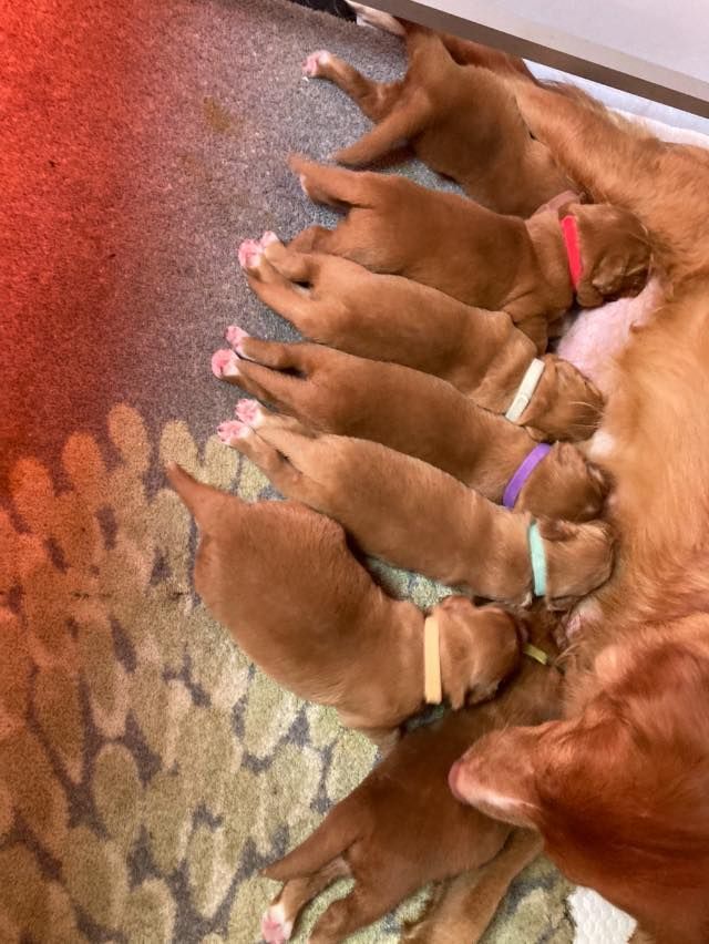 de l'abbaye des terres de flandre - Les bébé s de LAGHERTA à 10 jours