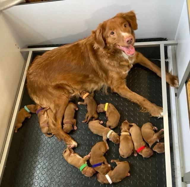 Les bébés sont nés à L'Abbaye