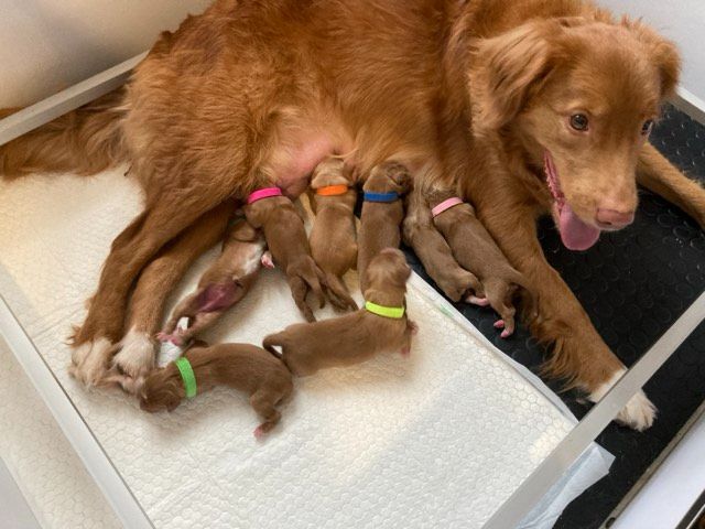 Les Bébés de PRISSY et IAGO sont nés