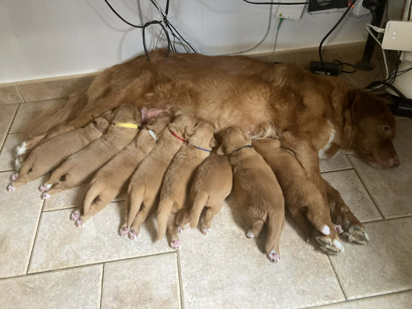 de l'abbaye des terres de flandre - Retriever de la Nouvelle-Ecosse - Portée née le 13/02/2026